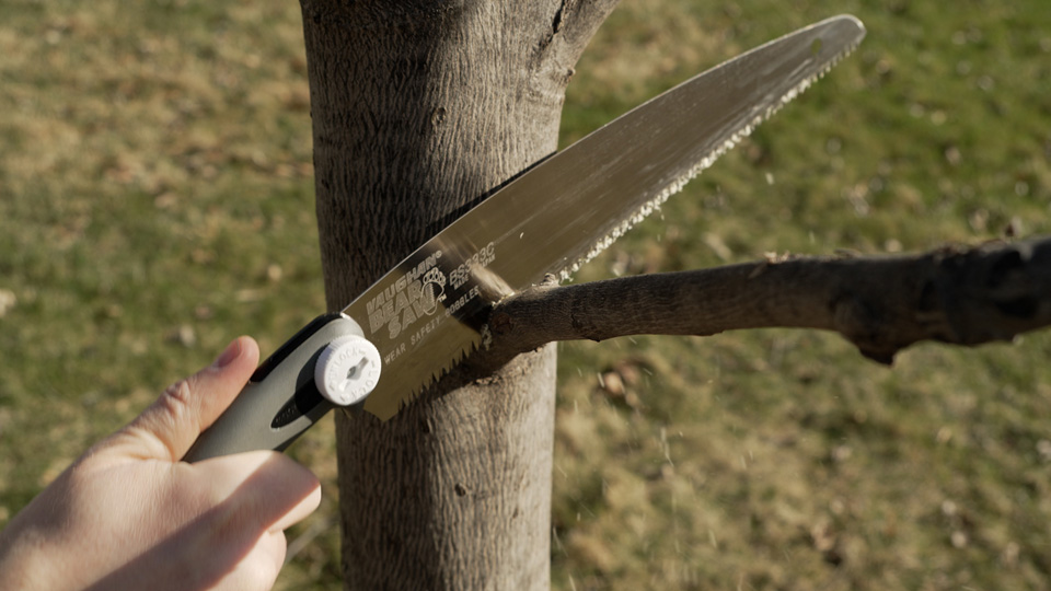 using a bear saw to trim a tree branch